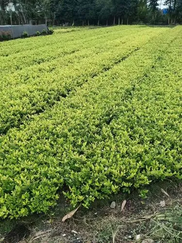 碳素纤维和碳铝合金网球拍